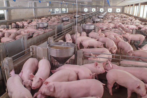 animal-feed-farmers-diet-covid-19-coronavirus-may-2020.jpeg