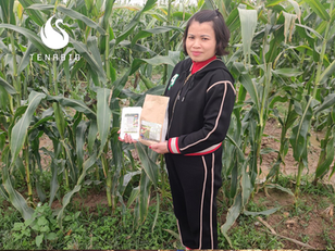 CORN - BAC GIANG