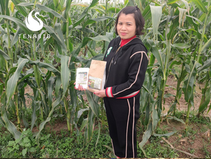 CORN - BAC GIANG