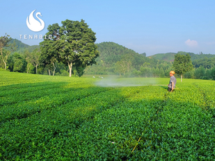 GREENTEA - BAC GIANG