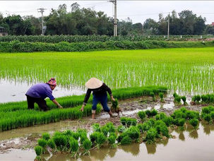 Chuẩn bị chu đáo cho vụ Đông Xuân