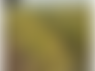 Phân biệt dứa bị vàng lá do nấm bệnh và vàng lá do thiếu dinh dưỡng