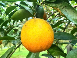 Nông trường Bãi Phủ vang tiếng cam hữu cơ Hương Hóa