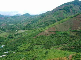 Nâng giá trị cây ăn quả trên đất dốc: Bảo vệ đất là bảo vệ cây