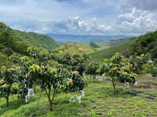 Kinh nghiệm chăm sóc cây ăn trái vào mùa khô.