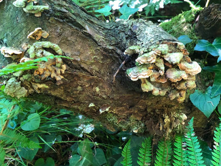 Highlight of an Irish Experience