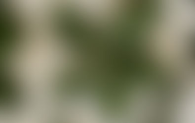 Summer Heat Summer Colours