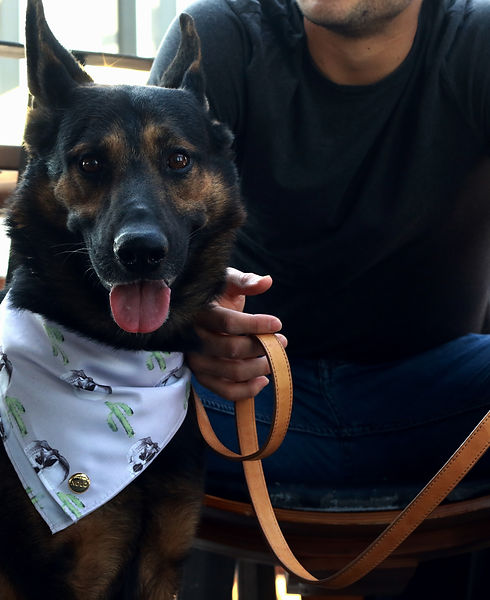 perro pastor con correa