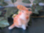 Miniatyrbild: Kliande katt