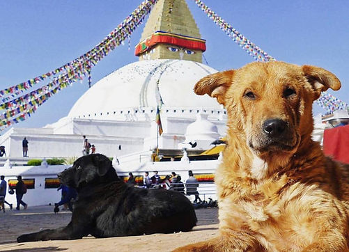 Street dogs Nepal