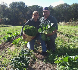 Oakdale Farmers in a field collecting vegetable greens
