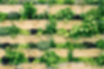 Vertical Gardening Background Image