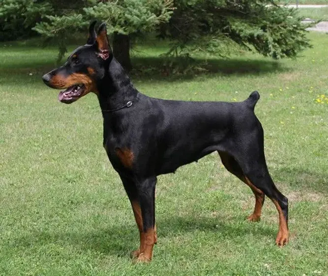 Loki | Dobereich Doberman stud dog