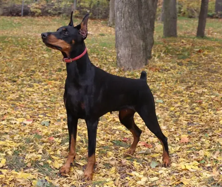 Loki | Dobereich Doberman stud dog
