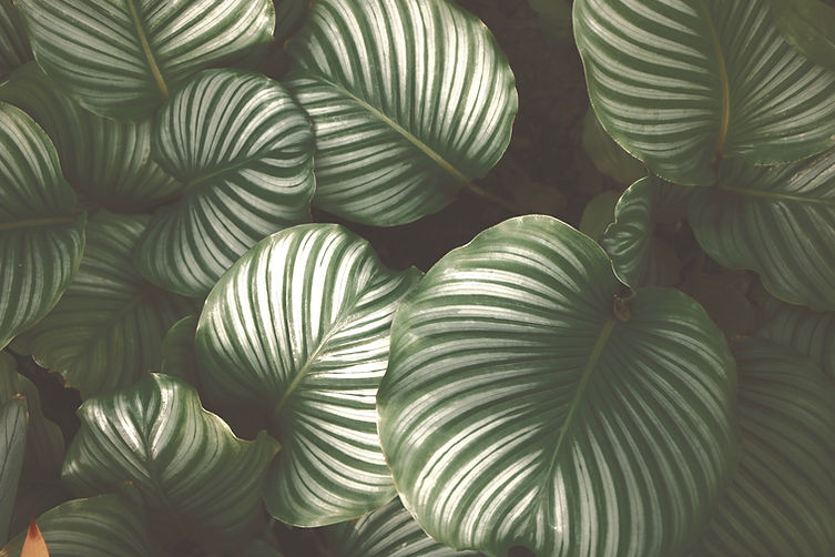 Green%2520Leaves_edited_edited.jpg