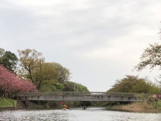 (葉)sakura&canoeing2018