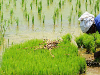 വനിതകൾക്ക് സ്വയം തൊഴിൽ വായ്പ