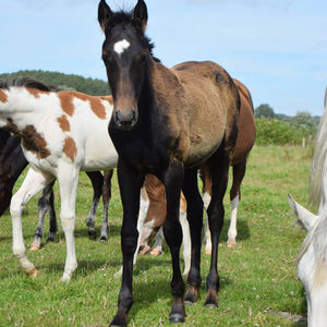VENDU ! Zanbaq Dubaillarquet