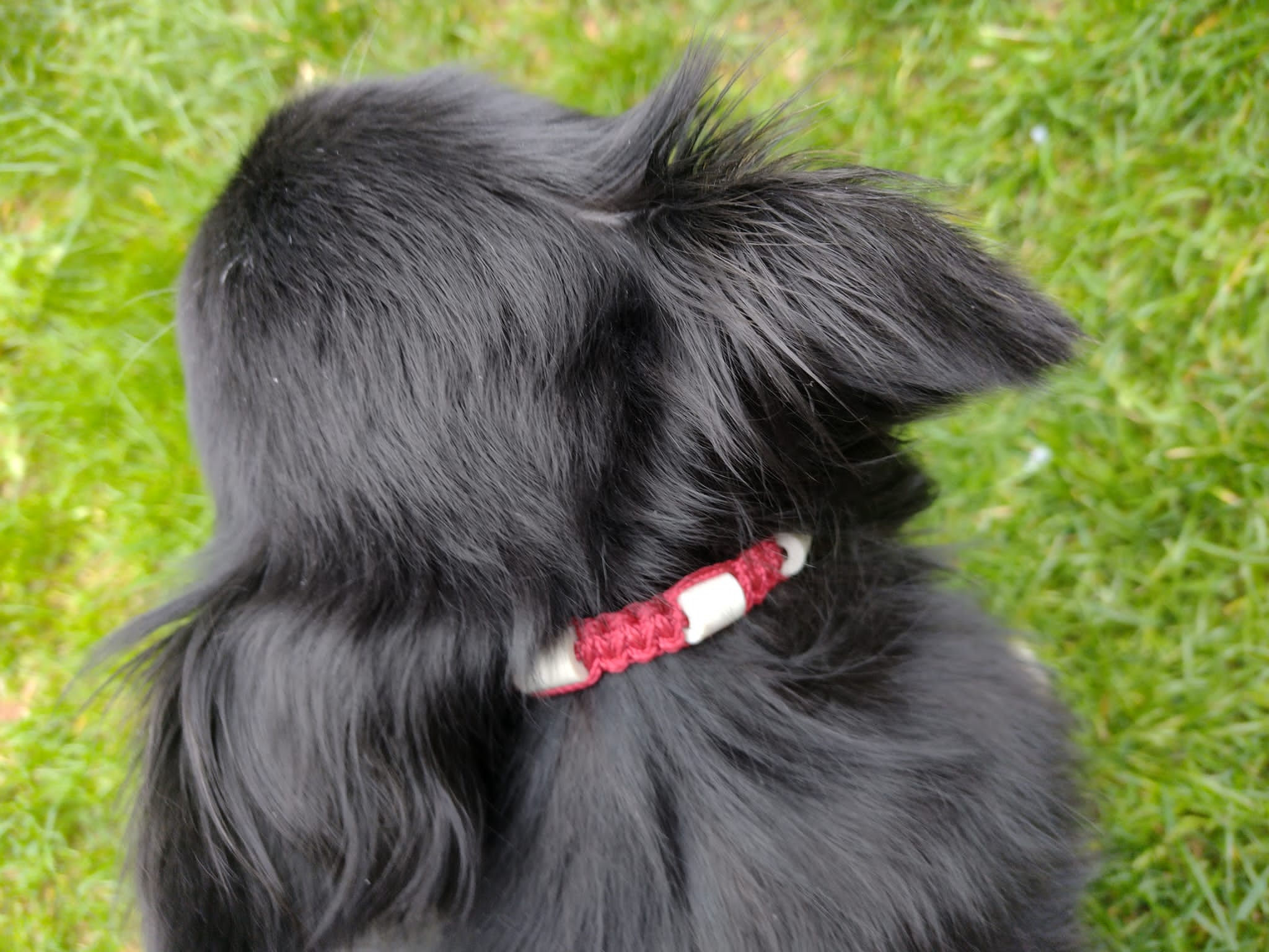 Collier (chiens) - S
