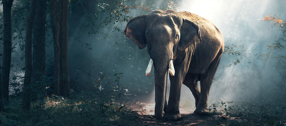 elephants-forest_edited_edited_edited.jpg