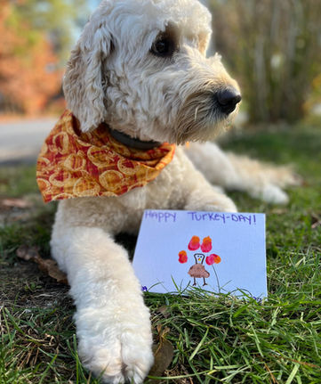 goldendoodle puppy for sale