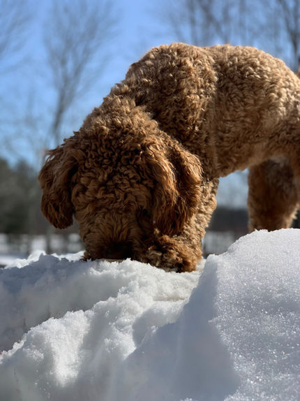 mini goldendoodle in snow maine