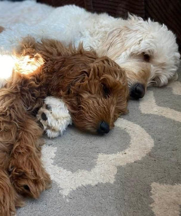best goldendoodle breeder new england