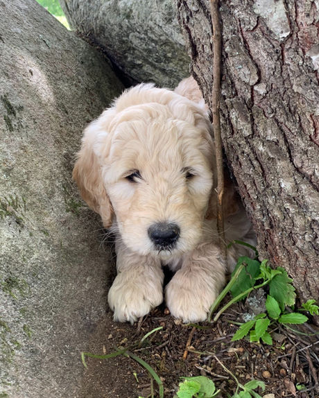 f1 standard goldendoodle puppy for sale