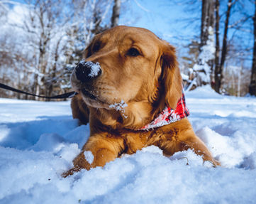 red golden retriever in snow new hampshire