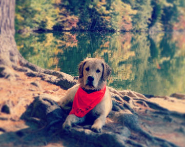 new england golden retrievers for sale