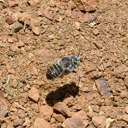 California Resin-Leafcutter Bee