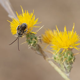 Melissodes Longhorn Bee