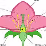 How to Identify Wildflowers