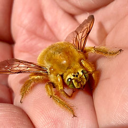 Valley Carpenter Bee