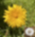 Common Dandelion Taraxacum officinale