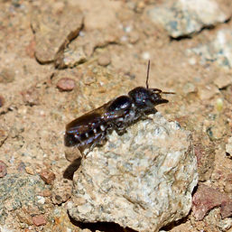Prong-faced Slender-Mason Bee