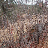 Winter Plant ID, or Buds and Branches