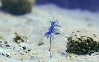 Violette Fadenschnecke