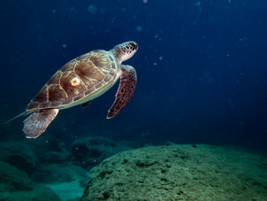 Green sea turtle with a distinct brown and olive shell, extending its large flippers while swimming in the deep blue sea.