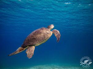 Meeresschildkröten im Mittelmeer