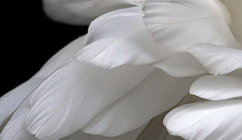 Wings(1)_edited.jpg