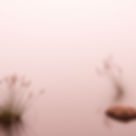 colors like taupe, dusty rose, maroon, mulberry, beige or image of tranquil stillness (be...ce).jpg