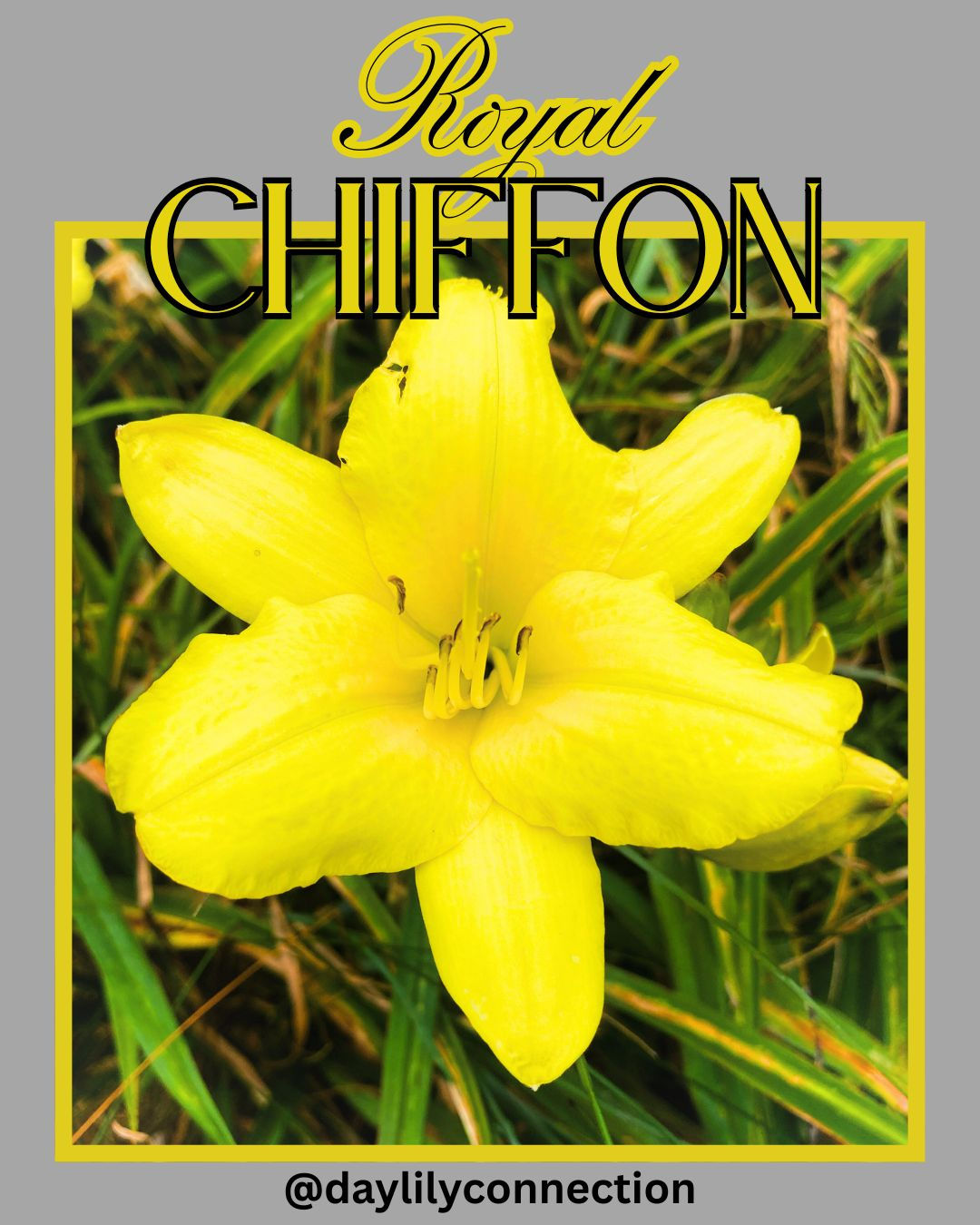 Royal Chiffon @daylilyconnection