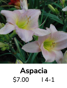Aspacia @daylilyconnection