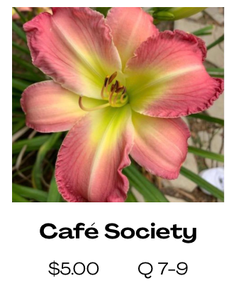 Cafe Society