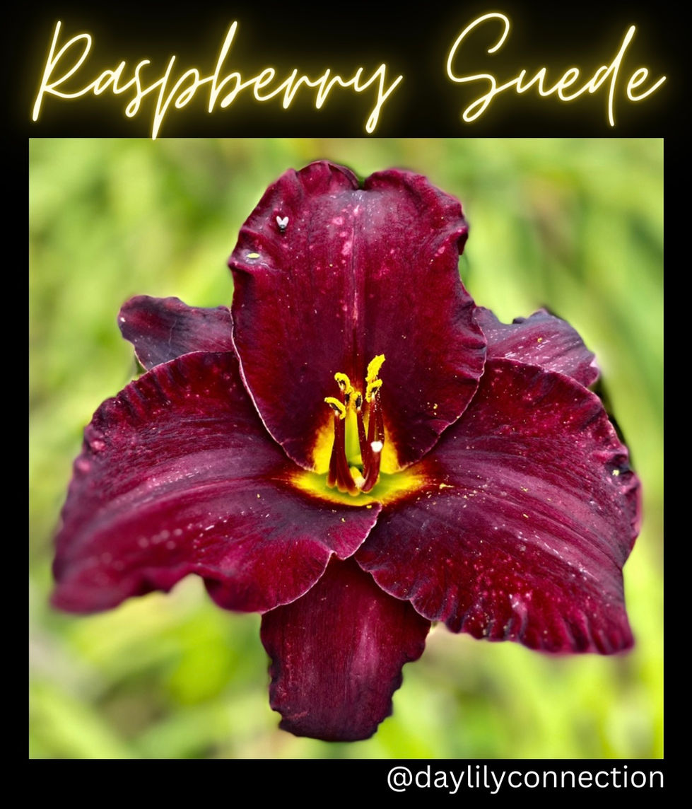 Raspberry Suede Daylily @daylilyconnection