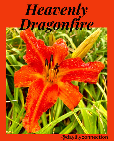 Heavenly Dragonfire @daylilyconnection