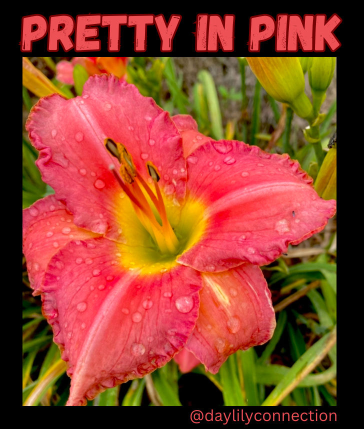 Pretty in Pink Daylily @daylilyconnection