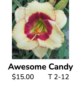 Awesome Candy @daylilyconnection