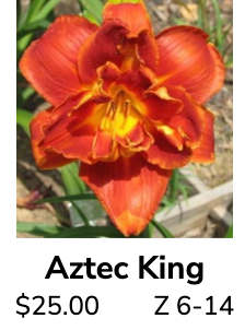 Aztec King @daylilyconnection
